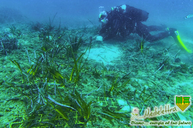 Piantumazione Posidonia: in 2 anni evitati ben 60.000 Kg di CO2 nell'aria